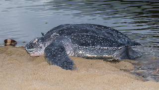 Adult female Leatherback sea turtle (Dermochelys coriacea) arriving on a sandy beach on an island in the Caribbean to lay her eggs deep in the sand. (Adult female Leatherback sea turtle (Dermochelys coriacea) arriving on a sandy beach on an island in