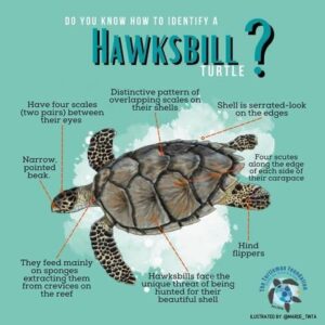 Hawksbill