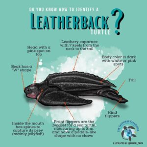 Leatherback