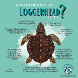 Loggerhead