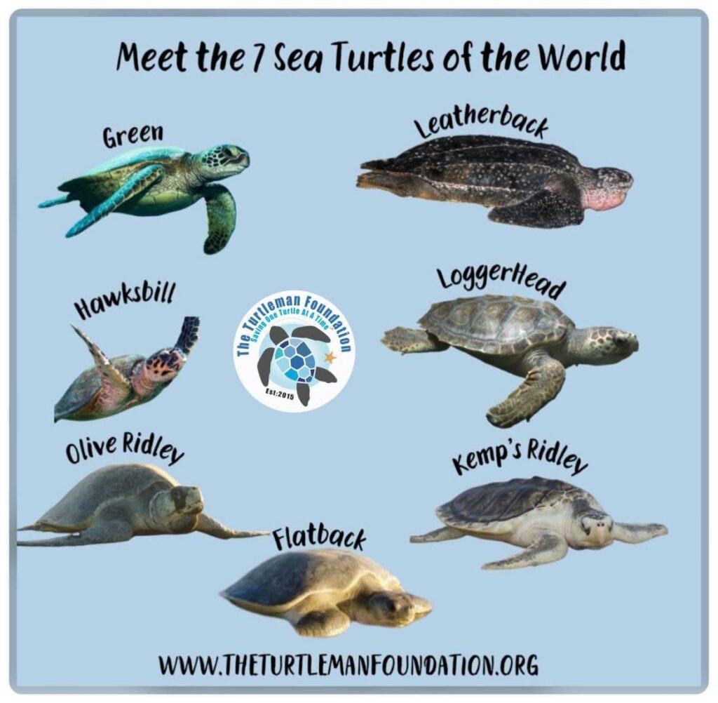 Meet the 7 Sea Turtles Of The World