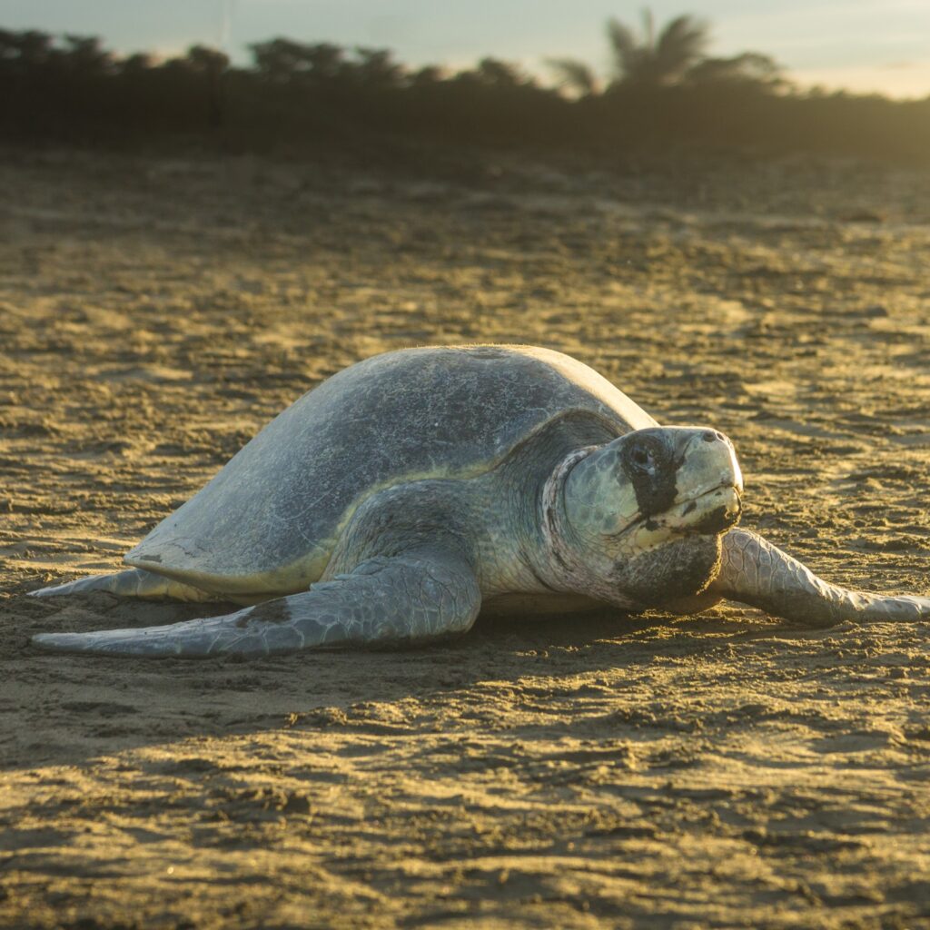 Olive Ridley Sea Turtle
